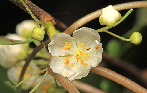 Actinidia maloides