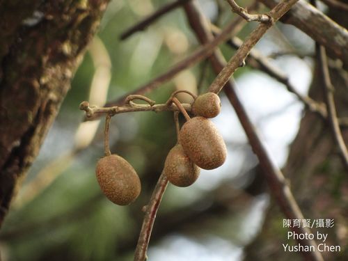 Actinidia rufa
