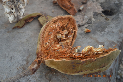 Adansonia digitata