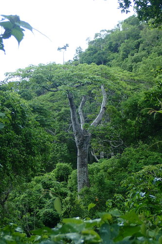 Adansonia perrieri