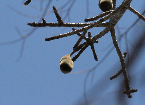 Adansonia perrieri