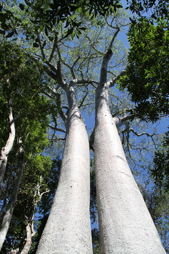 Adansonia za