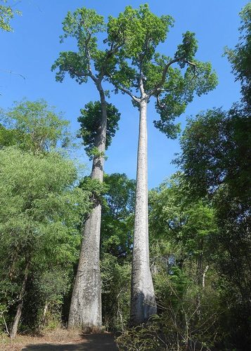 Adansonia za