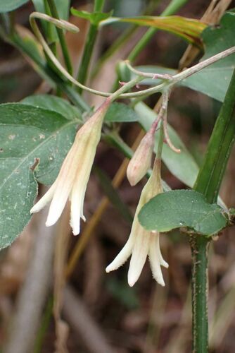 Adenia digitata