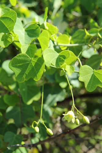 Adenia gummifera