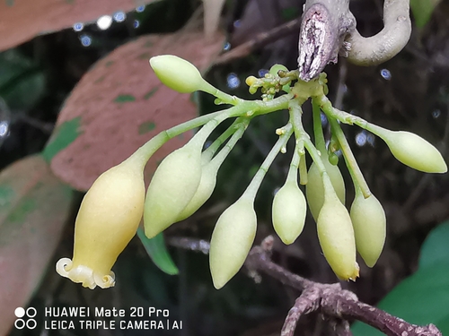 Adenia macrophylla