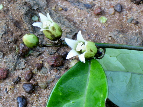 Adenia mannii