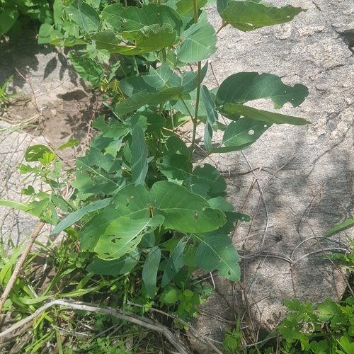 Adenodolichos paniculatus