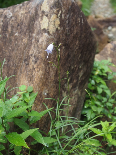 Adenophora triphylla