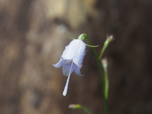 Adenophora verticillata