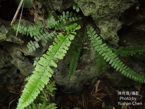 Adiantum caudatum