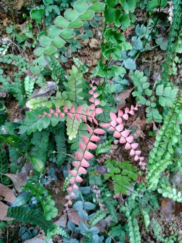 Adiantum flabellulatum