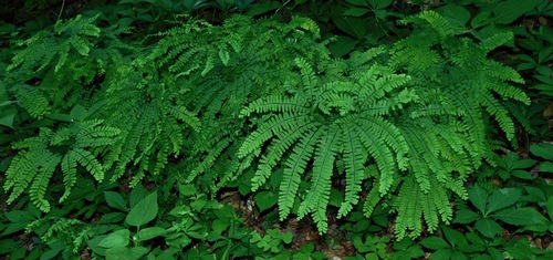 Adiantum pedatum