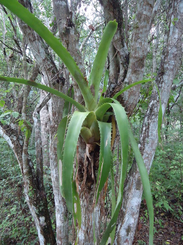 Aechmea bracteata