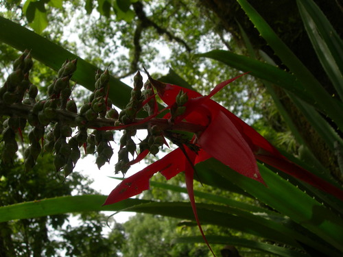 Aechmea bracteata