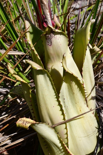 Aechmea bromeliifolia