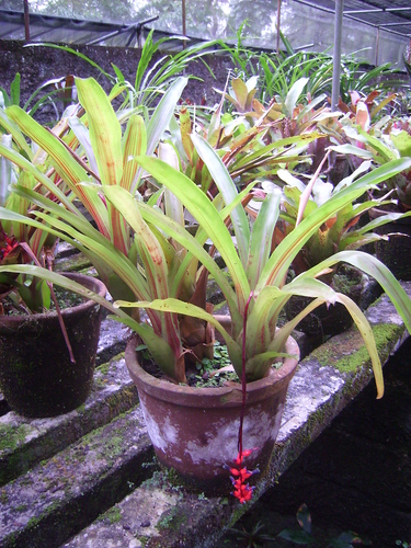Aechmea racinae