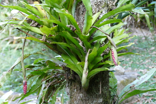 Aechmea warasii