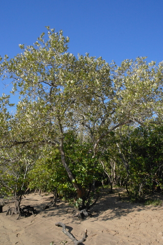 Aegiceras corniculatum