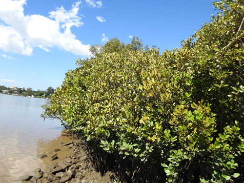 Aegiceras corniculatum