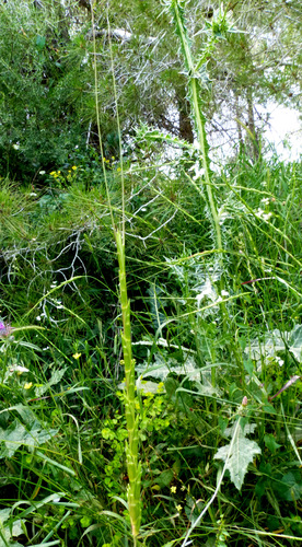 Aegilops speltoides
