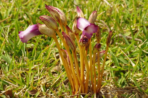 Aeginetia indica