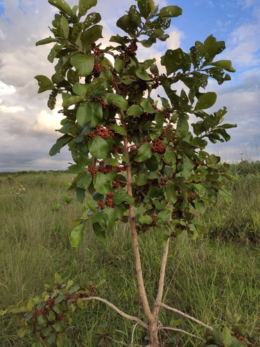 Aegiphila verticillata
