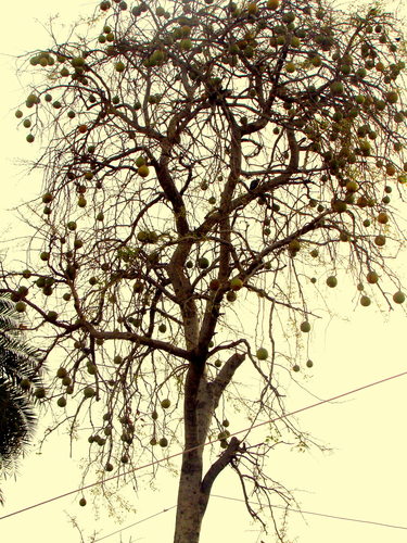 Aegle marmelos