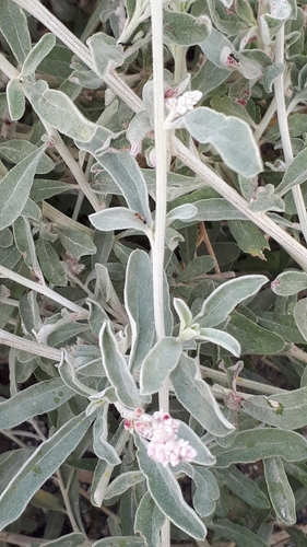 Aerva javanica