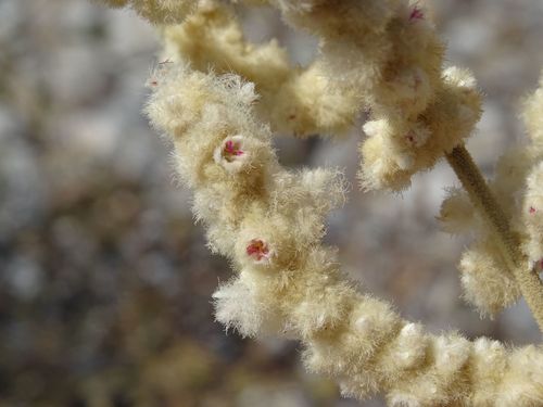 Aerva javanica