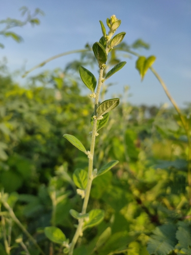 Aerva lanata