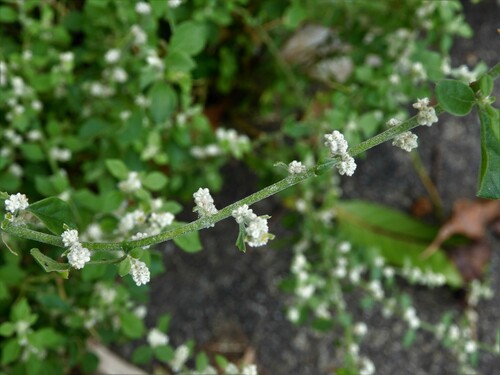Aerva lanata
