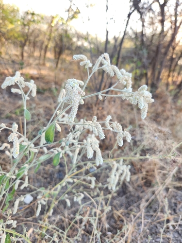 Aerva leucura