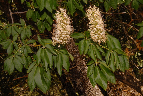 Aesculus californica