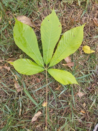 Aesculus hippocastanum