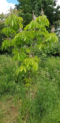 Aesculus indica