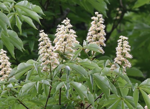 Aesculus turbinata