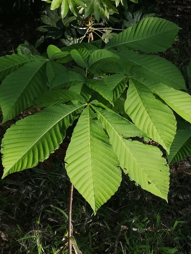 Aesculus turbinata