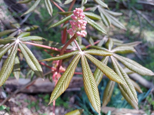 Aesculus x carnea