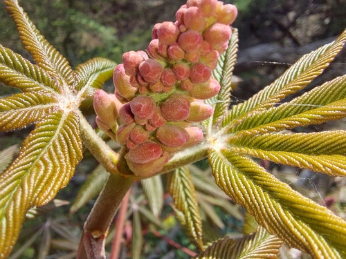 Aesculus x carnea