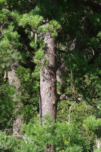 Afrocarpus falcatus