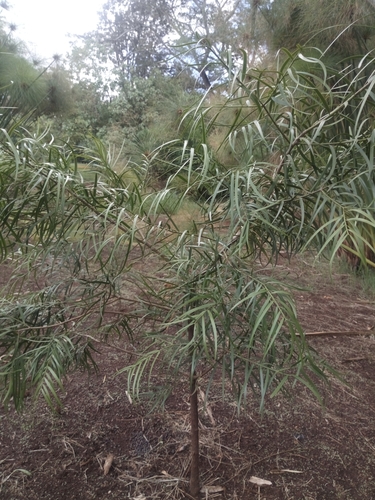 Afrocarpus gracilior