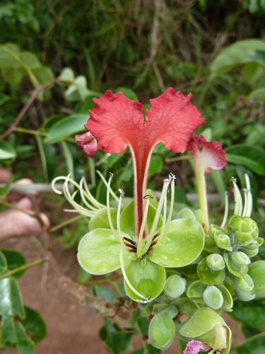 Afzelia parviflora