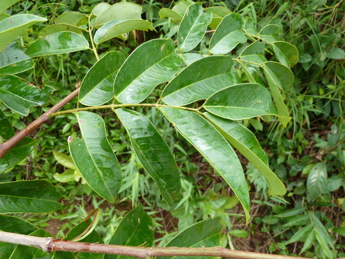 Afzelia parviflora
