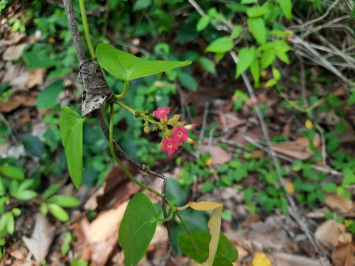 Aganonerion polymorphum