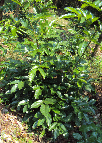 Aganope thyrsiflora