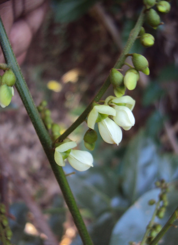 Aganope thyrsiflora