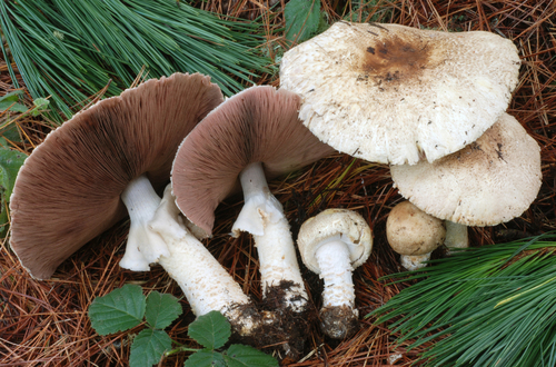 Agaricus augustus