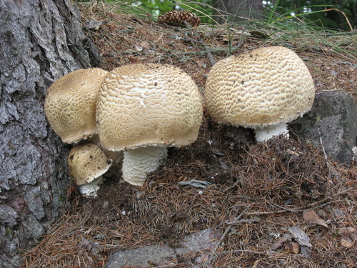 Agaricus augustus