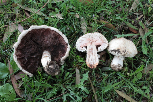 Agaricus bernardii